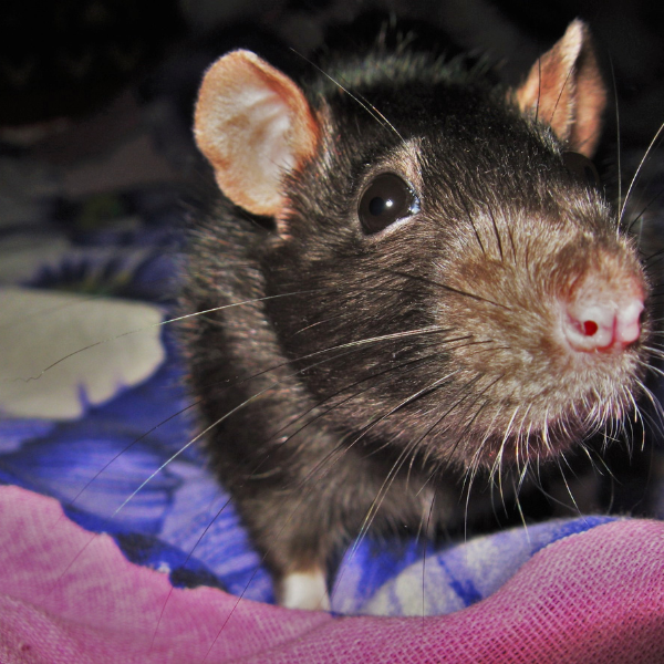 Hidden rodent movement under flooring