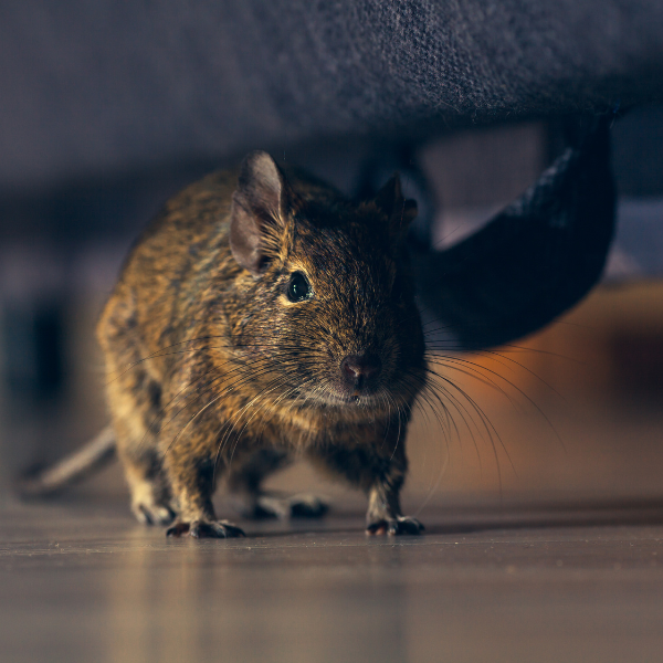 Mice under house floorboards Melbourne