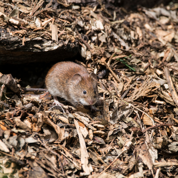 Moisture under house attracting rodents