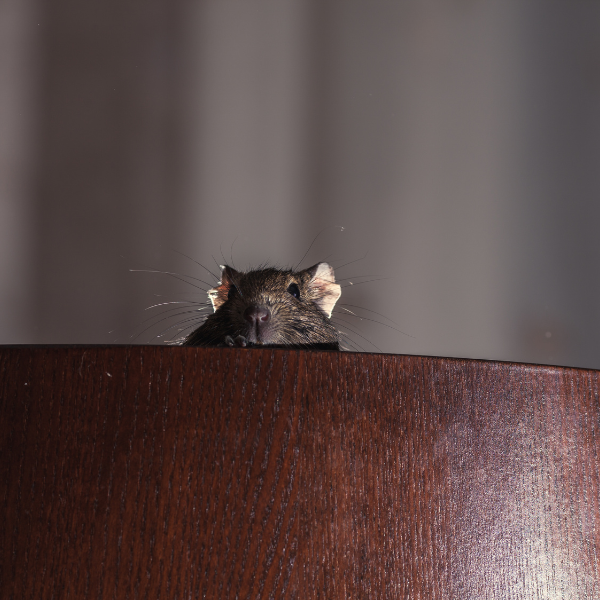 Pest infestation subfloor Melbourne homes