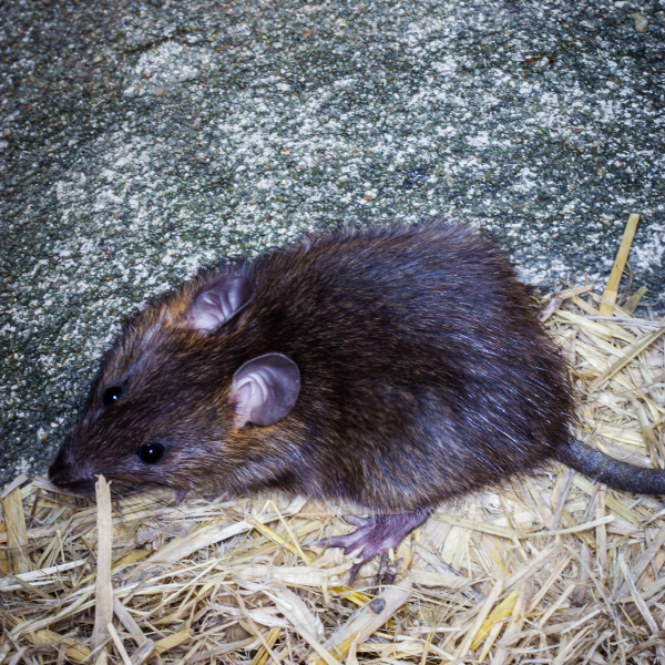 Rat nesting above ceiling Melbourne home