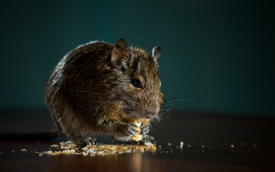 Rodents in Roof Cavities: The Hidden Winter Nesting Zone in Melbourne Homes