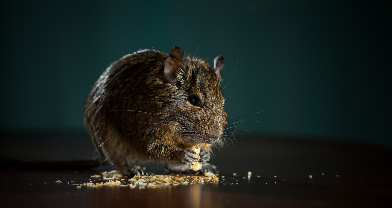 Why Pest Problems Keep Returning in Melbourne Homes
