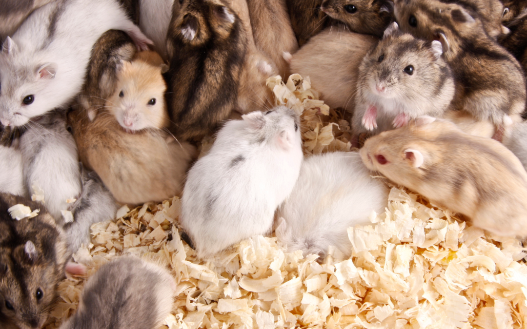 Subfloor Rodent Infestations in Melbourne Homes: The Silent Winter Threat