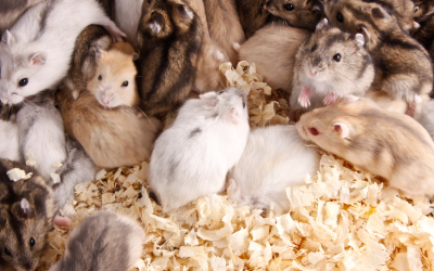 Subfloor Rodent Infestations in Melbourne Homes: The Silent Winter Threat