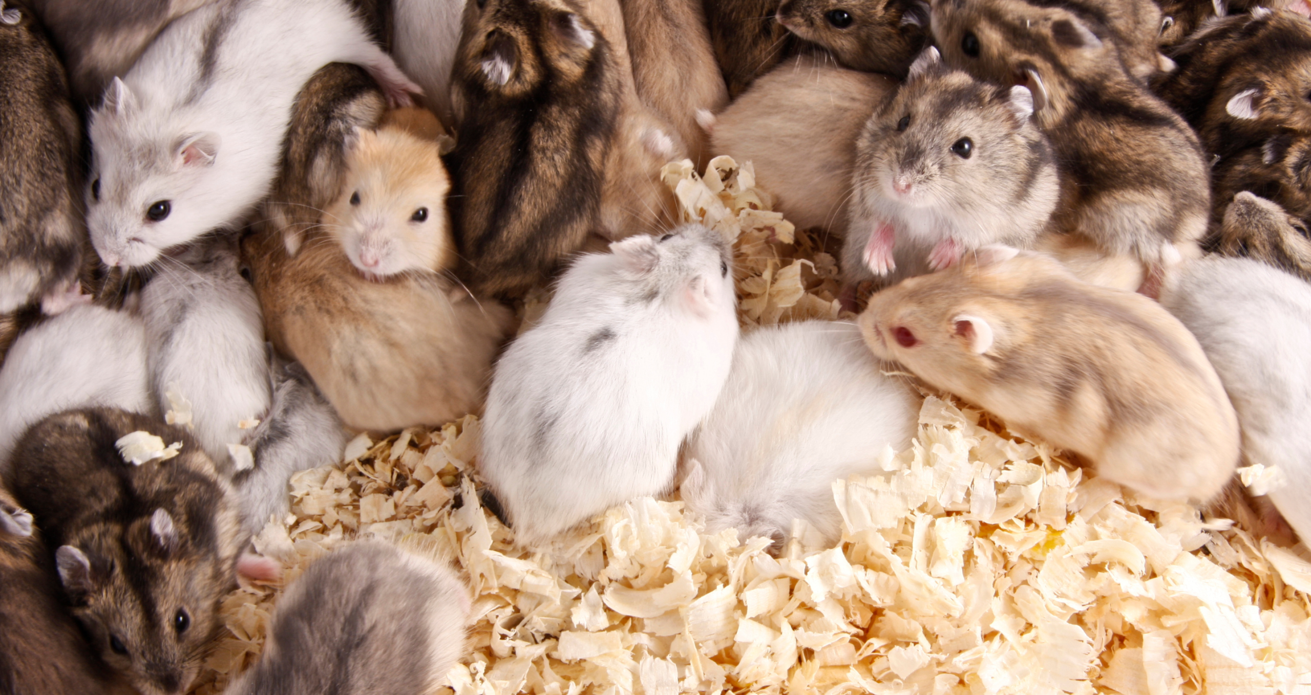 Why Pest Problems Keep Returning in Melbourne Homes