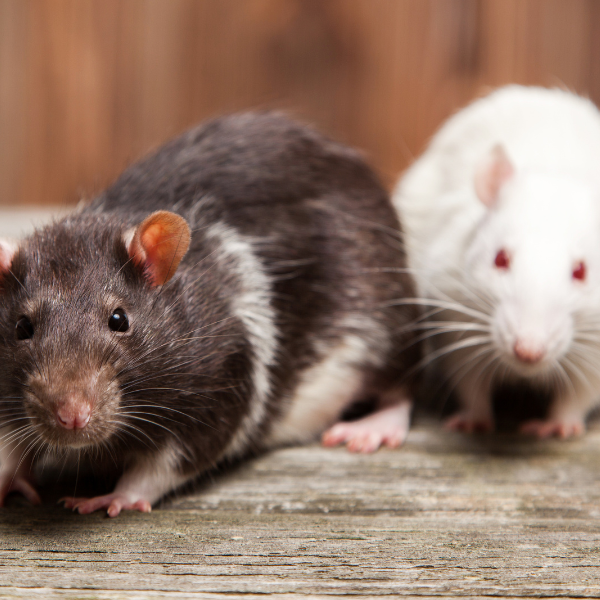 Mice inside walls Melbourne home