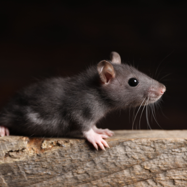 Rat nesting materials inside wall cavity