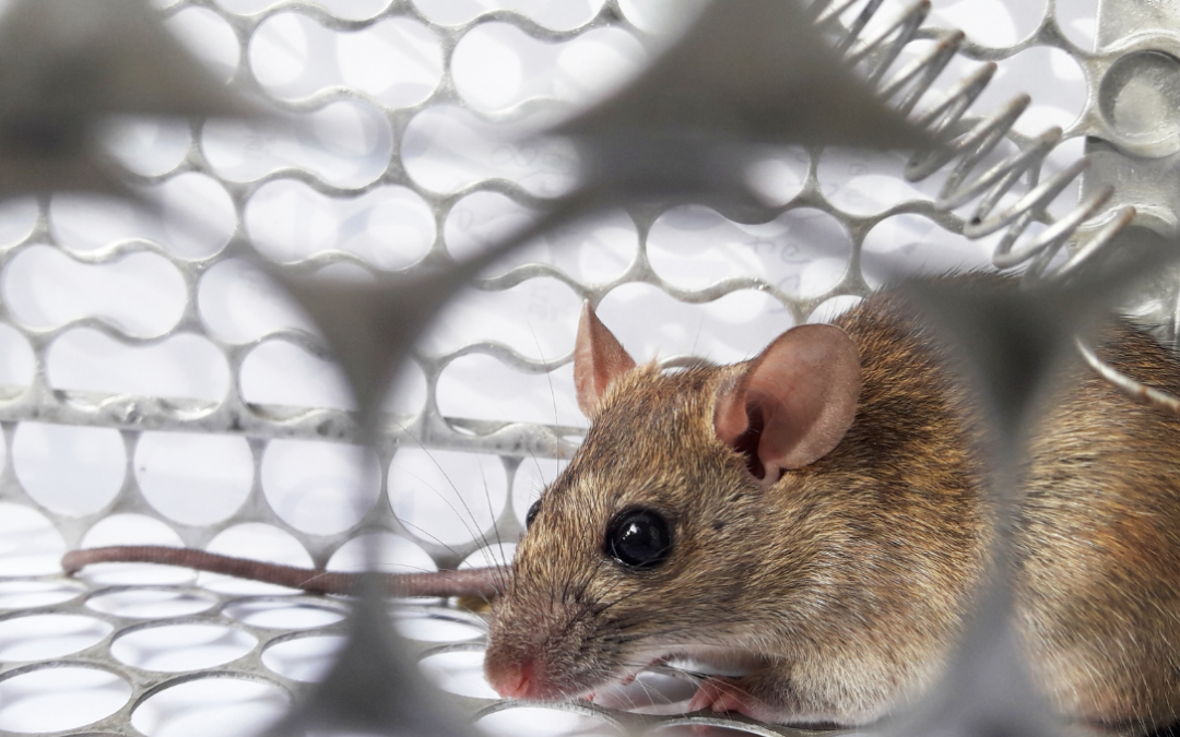 Rat Noises in Walls Melbourne: What Those Scratching Sounds Really Mean