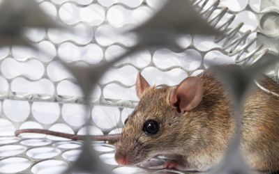 Rat Noises in Walls Melbourne: What Those Scratching Sounds Really Mean