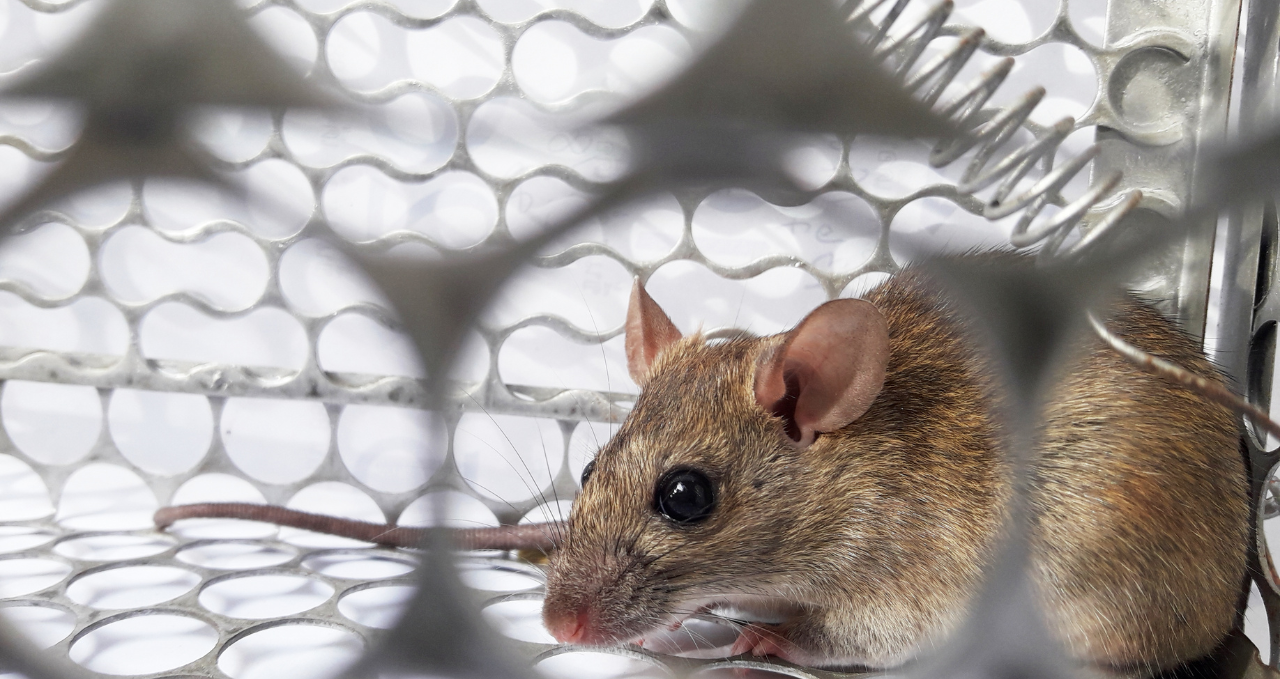 Why Pest Problems Keep Returning in Melbourne Homes