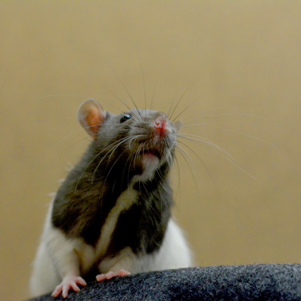 Rodent damage behind plaster walls Melbourne