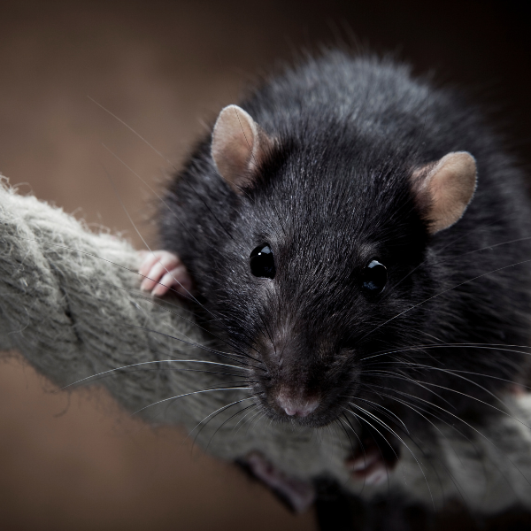 Signs of rats inside walls Melbourne home