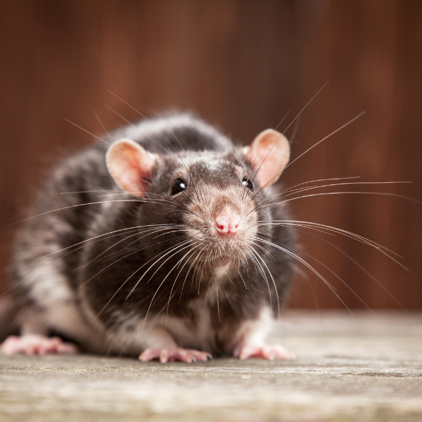 Wall cavity rodent inspection Melbourne