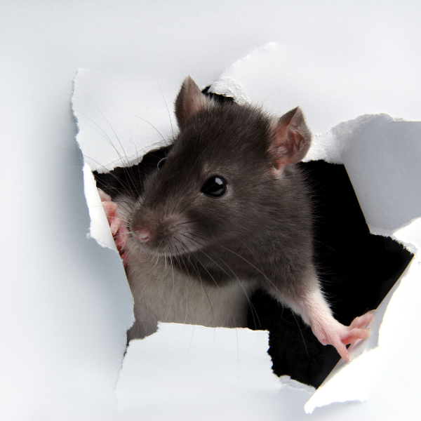 Rats in wall cavity