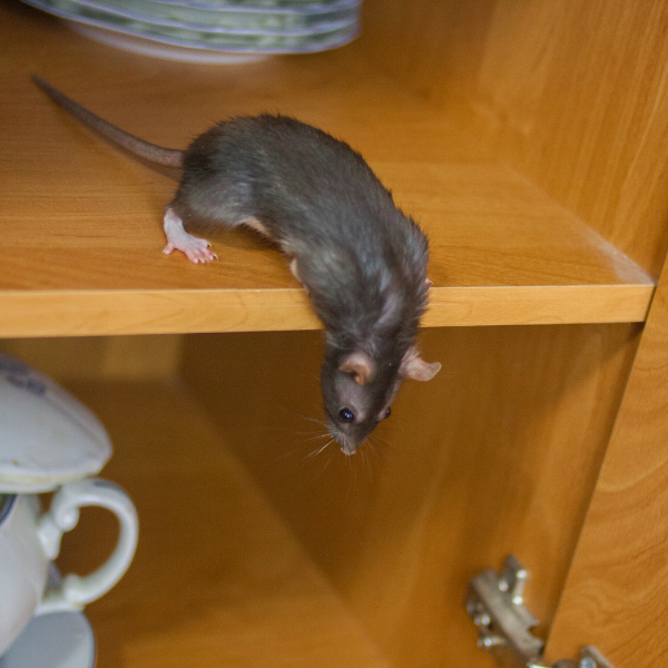 Winter rodent activity Melbourne
