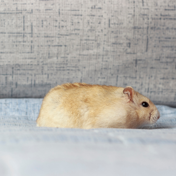 Early signs of rodent infestation