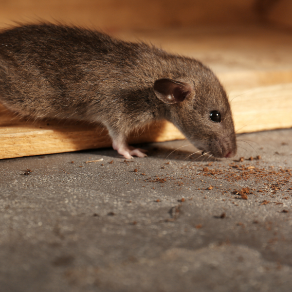 Pet food attracting rodents Melbourne