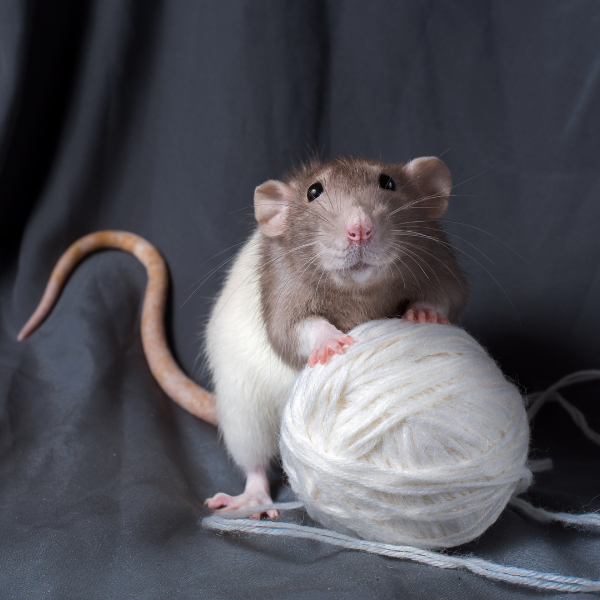 Rat Control Melbourne Eastern Suburbs