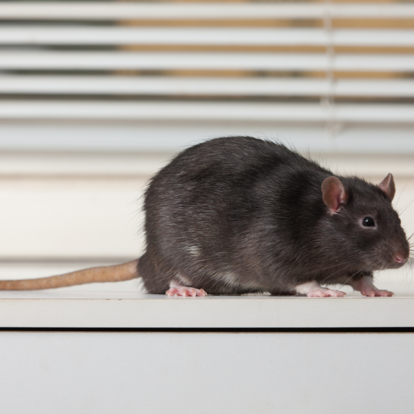 Rat control Melbourne