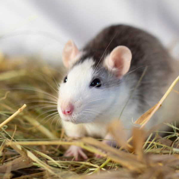 Rat food source in backyard Melbourne