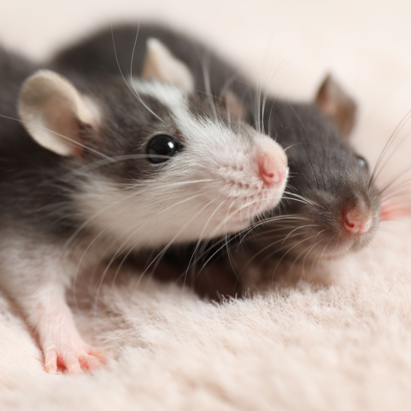 Rats returning to Melbourne home