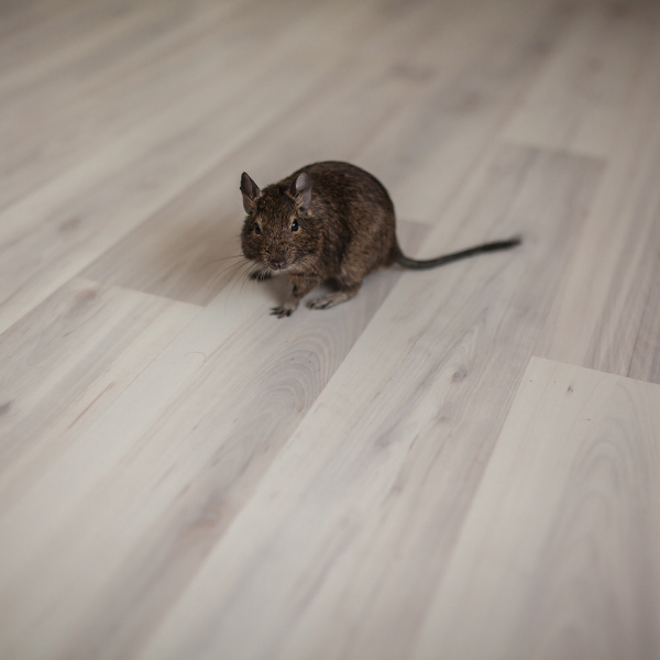 Rodent entry point around Melbourne house