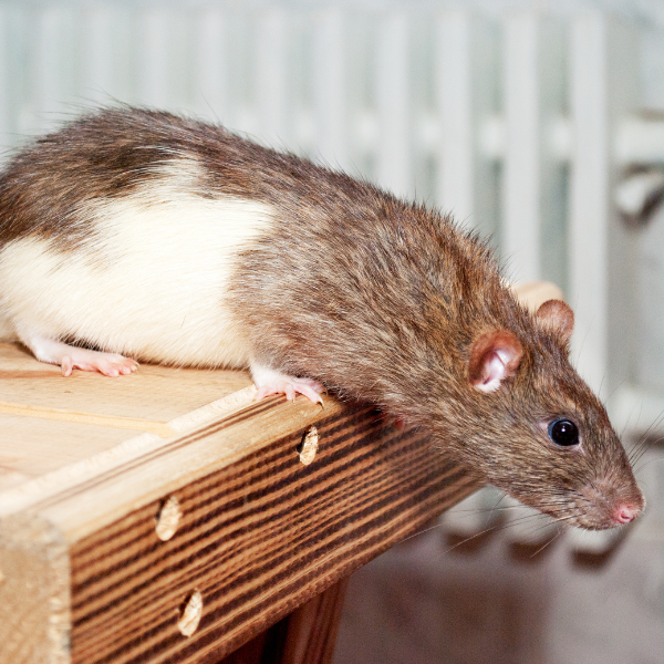 Roof entry point for rats for shelter Melbourne