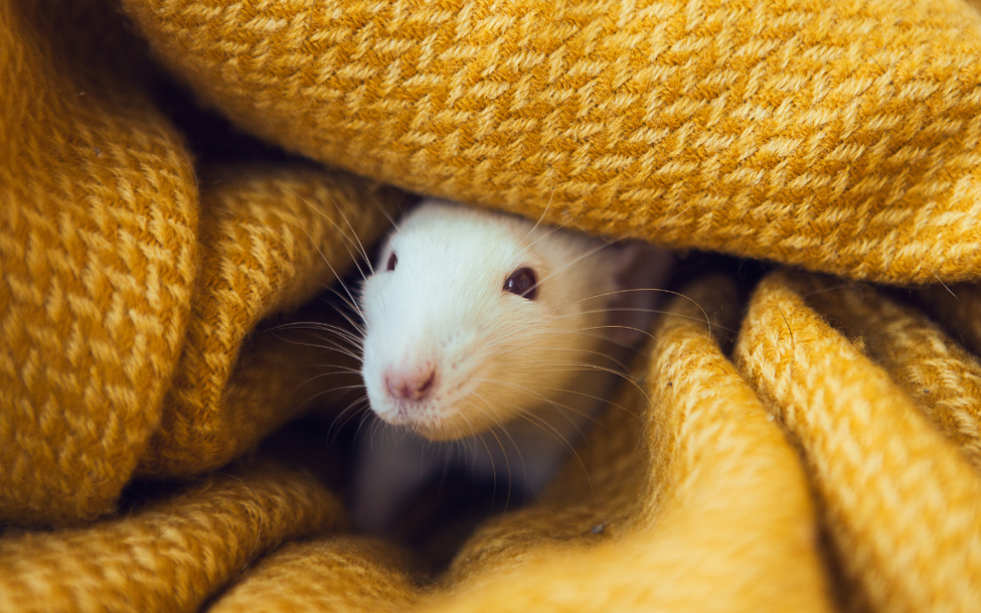 Signs of Rats Around Your Home Melbourne: 12 Warning Signs You Should Never Ignore
