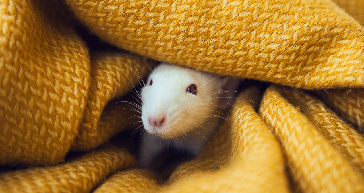 Why Pest Problems Keep Returning in Melbourne Homes