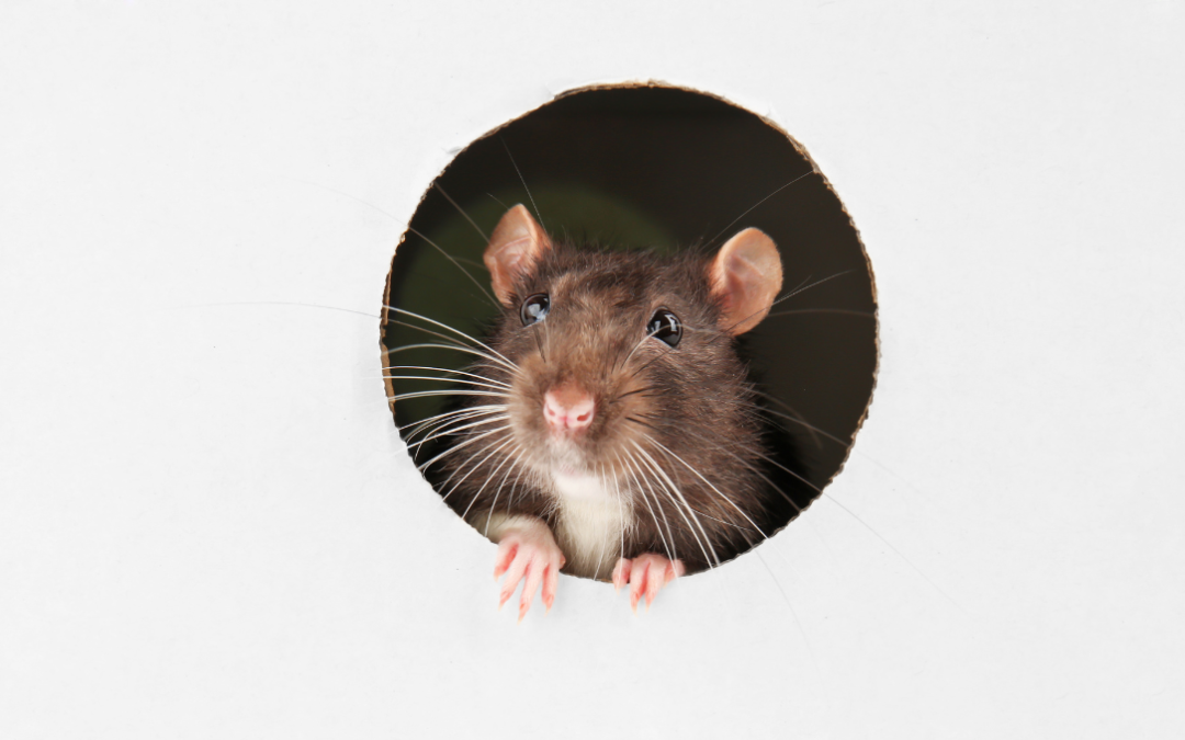 Why Rats Keep Coming Back to the Same Melbourne Property