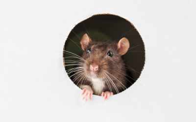 Why Rats Keep Coming Back to the Same Melbourne Property