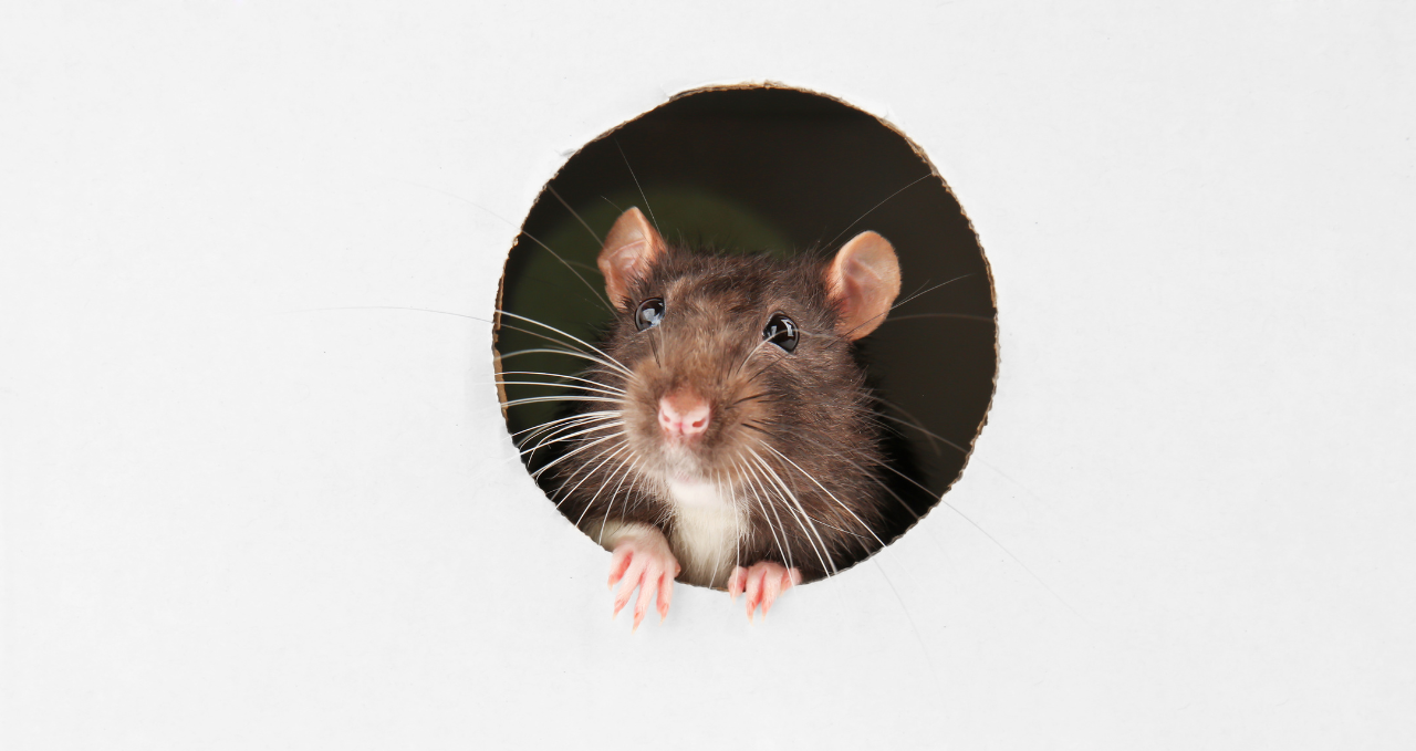Why Pest Problems Keep Returning in Melbourne Homes