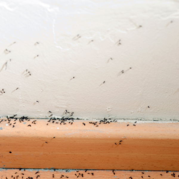 Ant control Melbourne spring pest activity around home