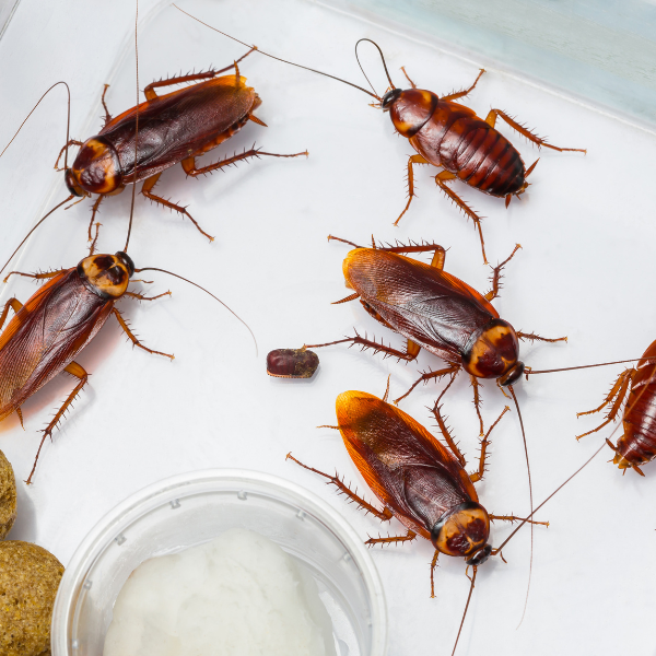 Cockroach control Melbourne Eastern Suburbs