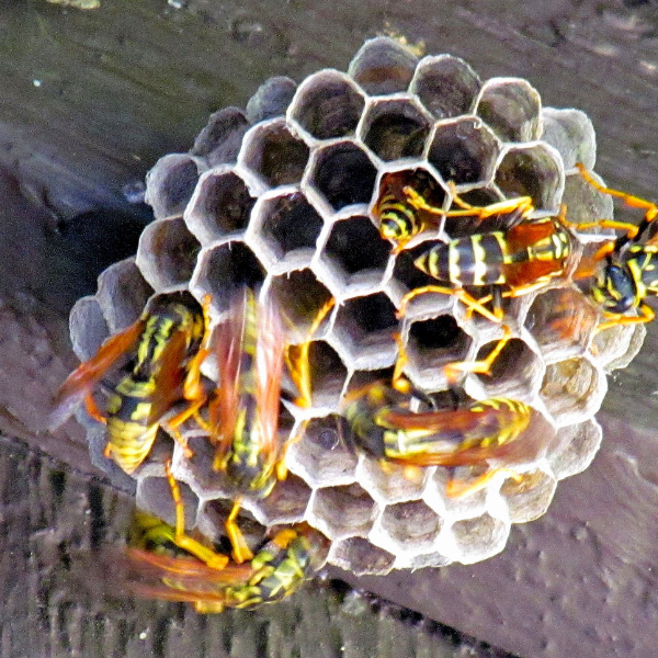 European wasp nest removal Melbourne Eastern Suburbs