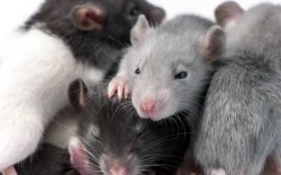 One Rat in Your Melbourne Home: Does It Mean an Infestation?