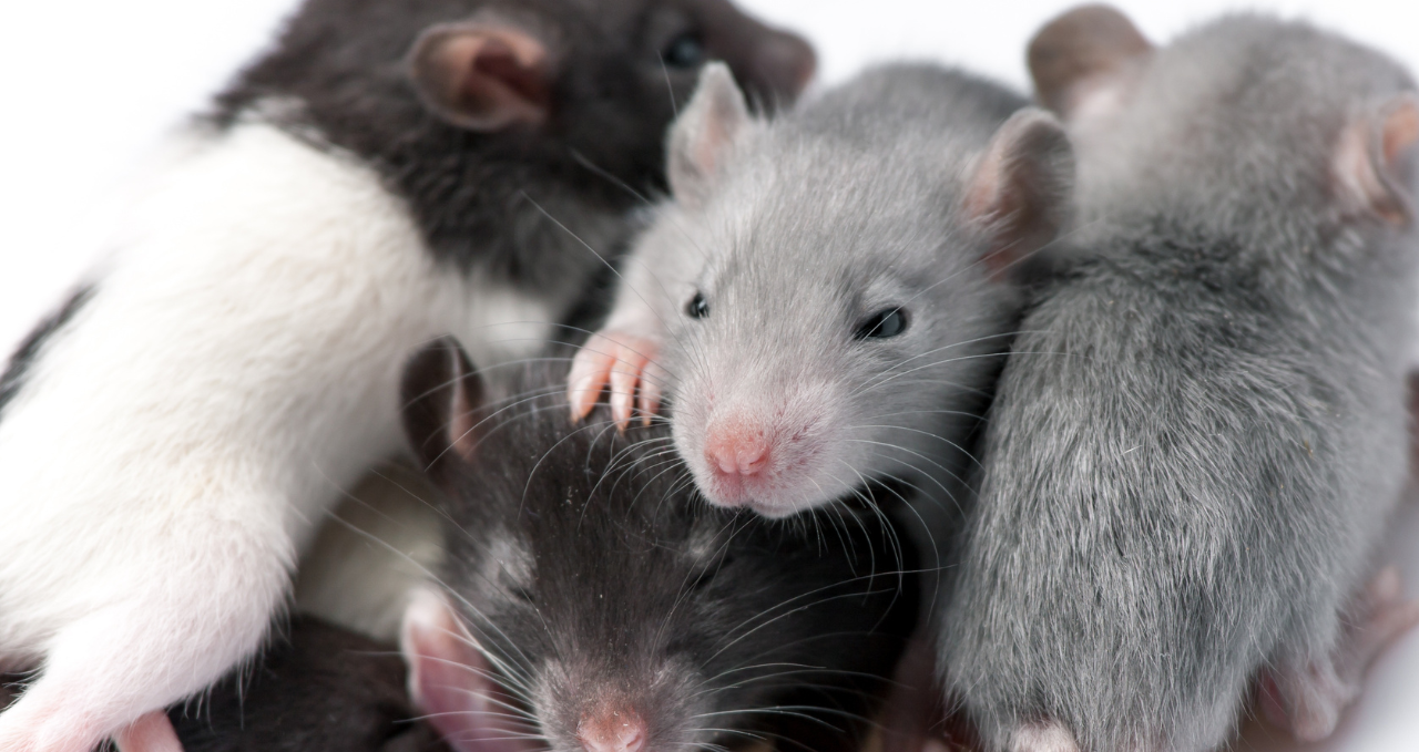 Why Pest Problems Keep Returning in Melbourne Homes