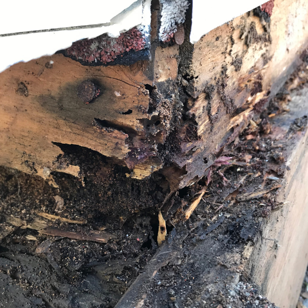 Professional pest control Melbourne Eastern Suburbs