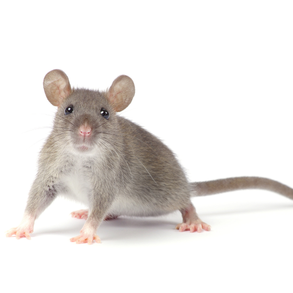 Rat Control Melbourne