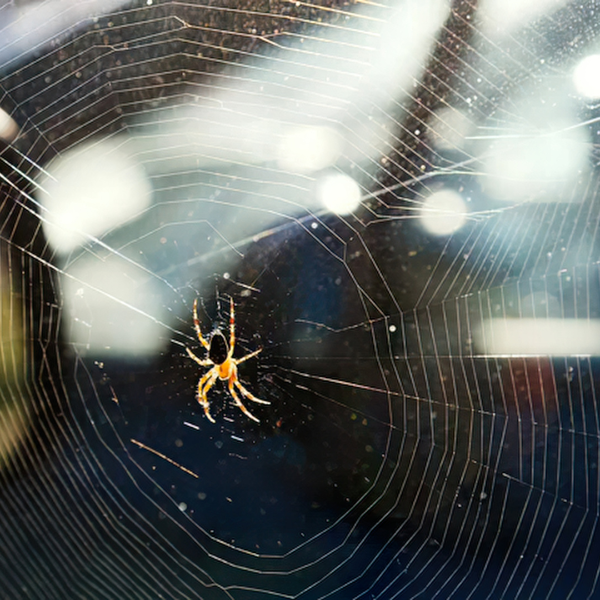 Spider control Melbourne Eastern Suburbs home