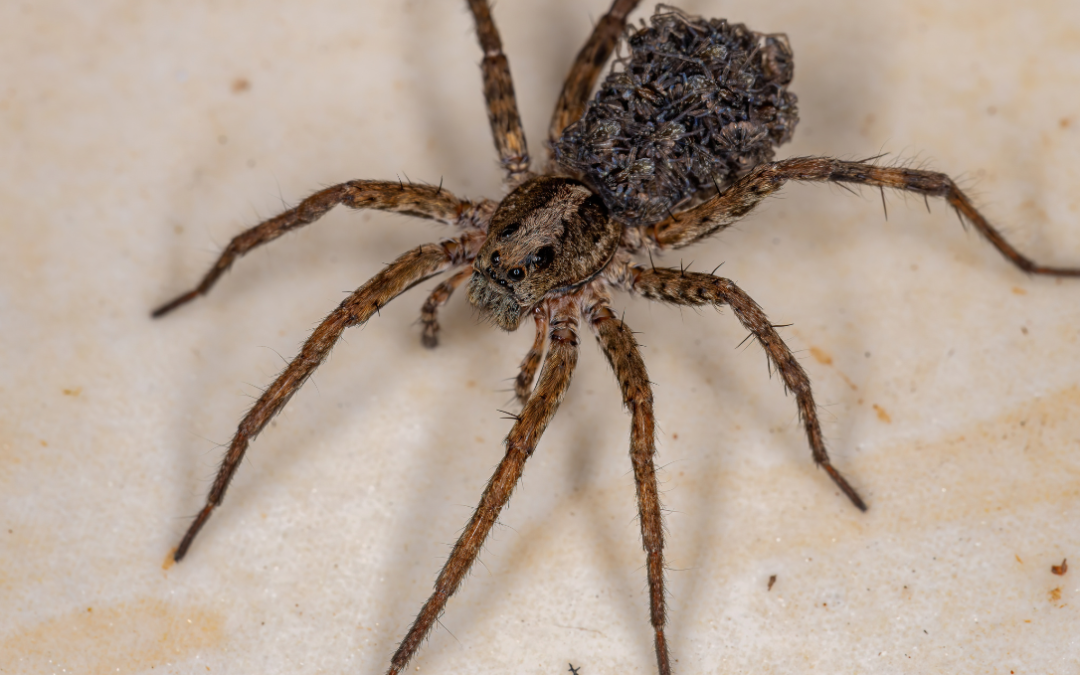 Why Melbourne Homes Attract More Spiders in Spring