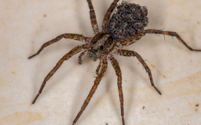 Why Melbourne Homes Attract More Spiders in Spring