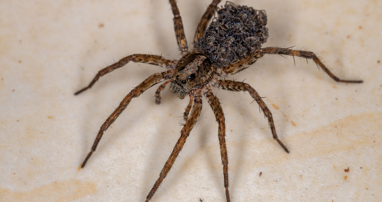 Why Pest Problems Keep Returning in Melbourne Homes