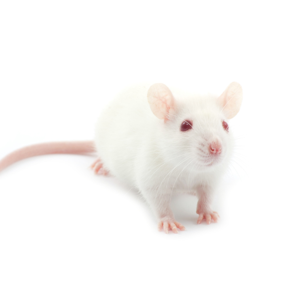 One rat means infestation Melbourne