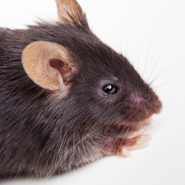 One rat means infestation