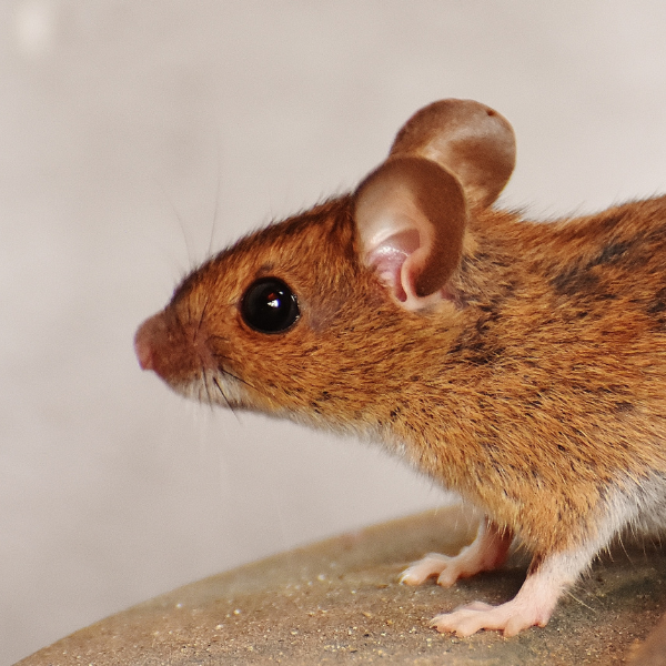 Rat control mel