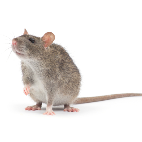 Rat infestation
