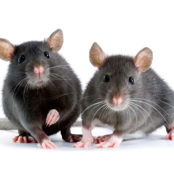 Rats