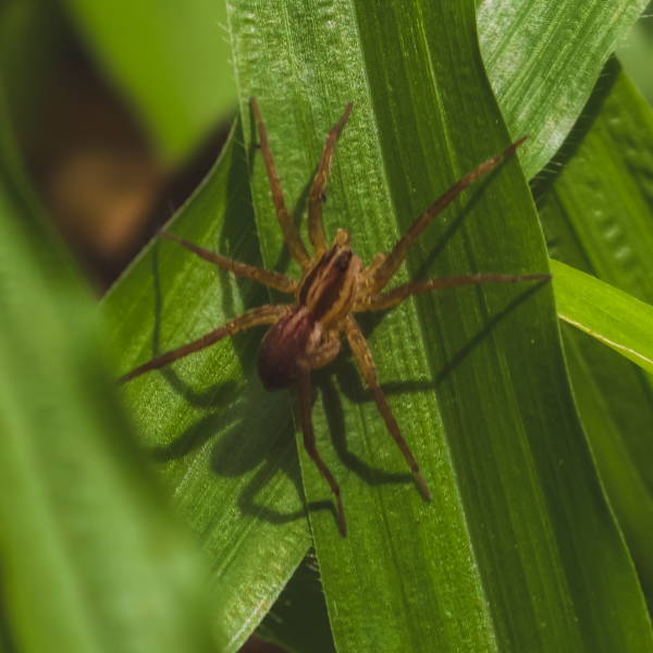 Professional spider control around a Melbourne property